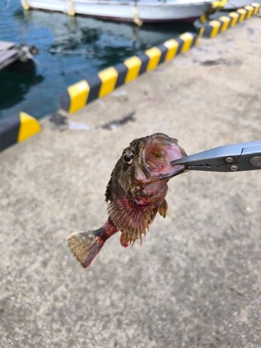 カサゴの釣果