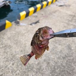 カサゴ