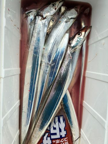 タチウオの釣果