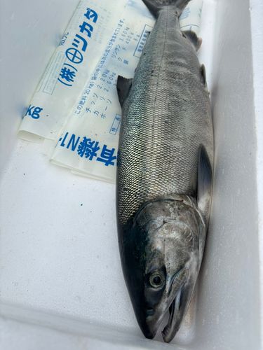 アキアジの釣果