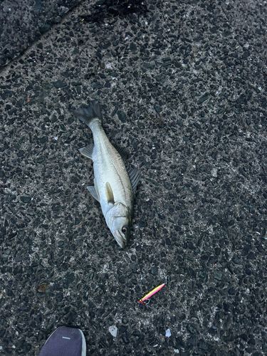 波津漁港