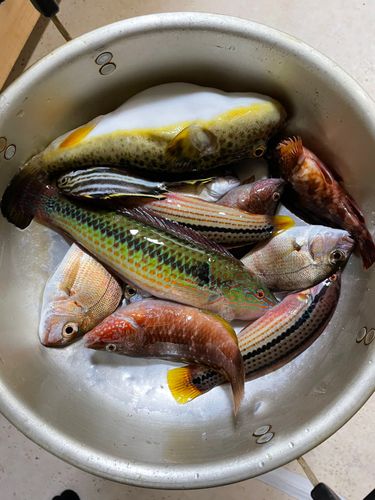 アカササノハベラの釣果