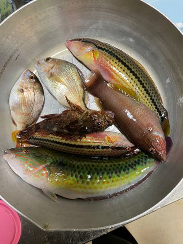 アカササノハベラの釣果