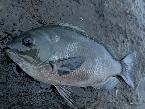 グレの釣果