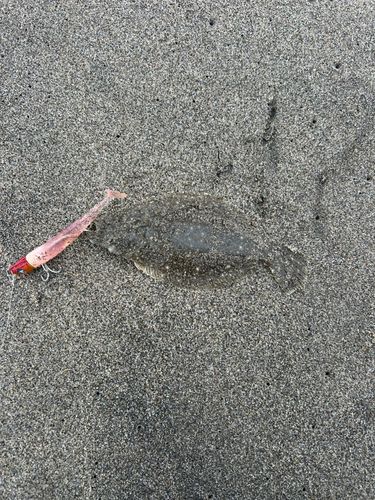 ソゲの釣果
