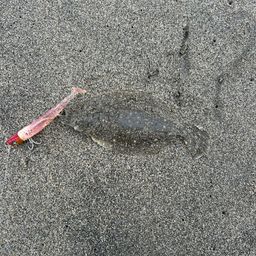 ソゲ