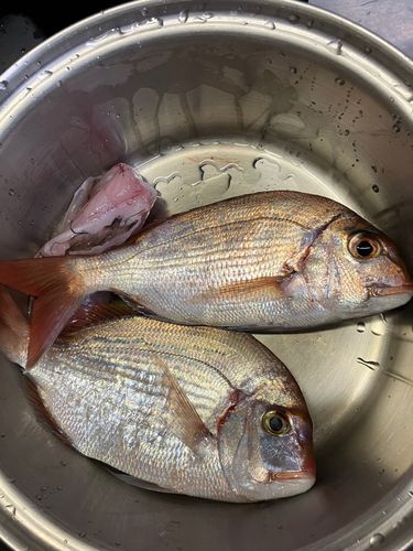 マダイの釣果