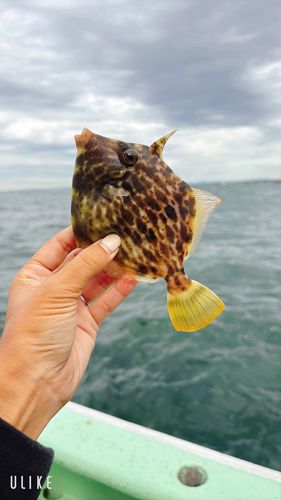 カワハギの釣果