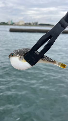 クサフグの釣果
