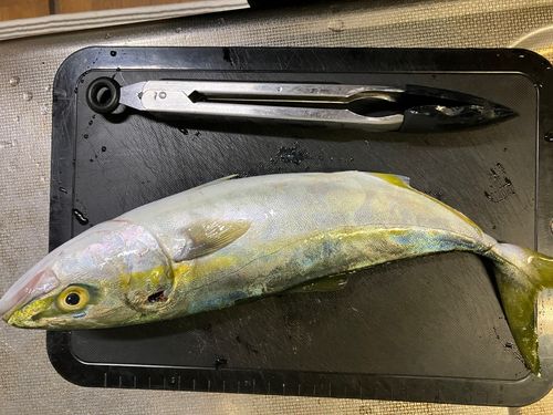 カンパチの釣果