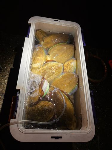 コウイカの釣果