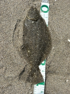 ヒラメの釣果