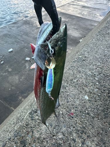 大阪湾