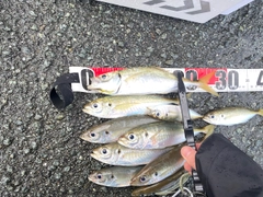 アジの釣果