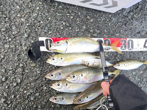 アジの釣果