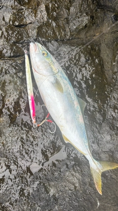 ワカシの釣果