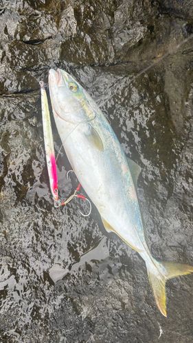 ワカシの釣果