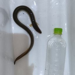 ウナギ