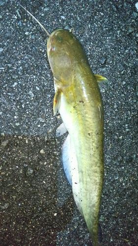 ニホンナマズの釣果