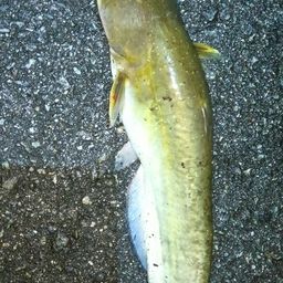 ニホンナマズ