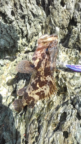 タケノコメバルの釣果