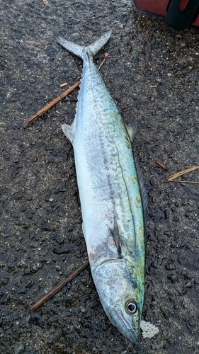 サゴシの釣果