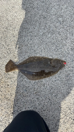 釣果