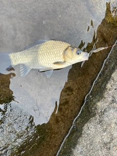 フナの釣果