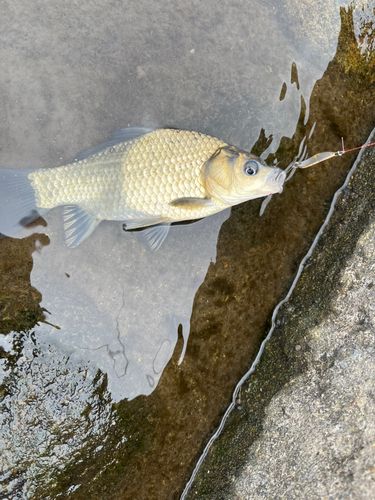 フナの釣果
