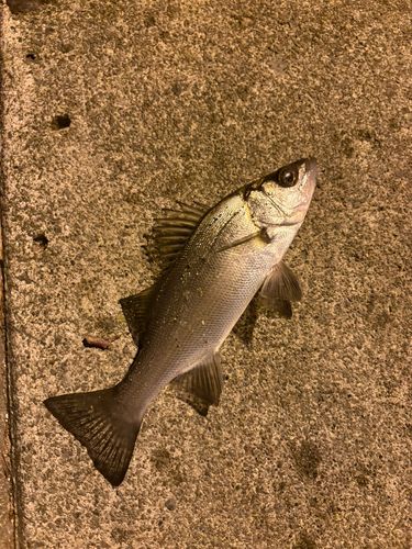 セイゴ（マルスズキ）の釣果