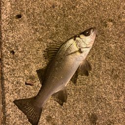 セイゴ（マルスズキ）