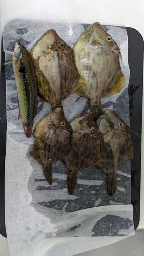 カワハギの釣果