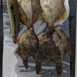 カワハギ