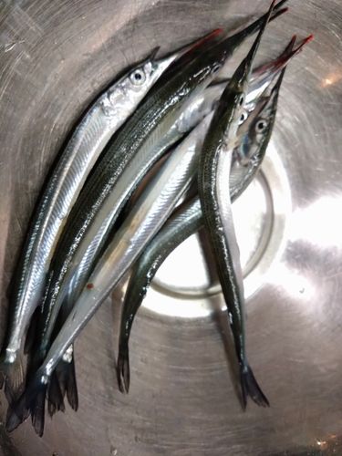 サヨリの釣果