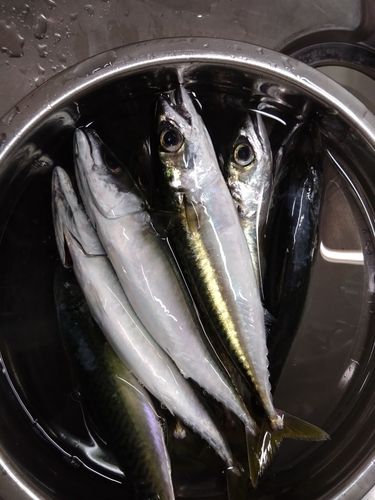 マサバの釣果