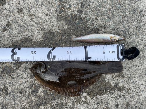 カレイの釣果