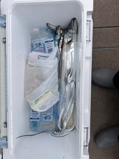 タチウオの釣果