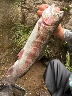 ニジマスの釣果