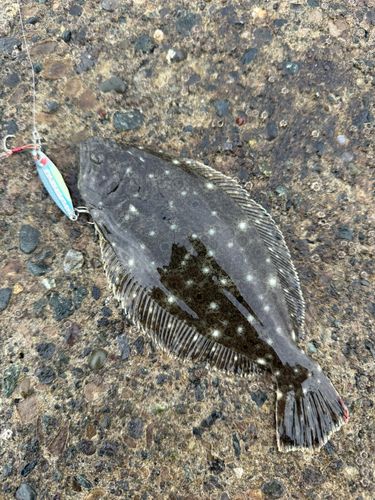 ソゲの釣果