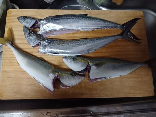 ツバイソの釣果