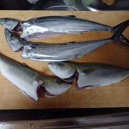 ツバイソ