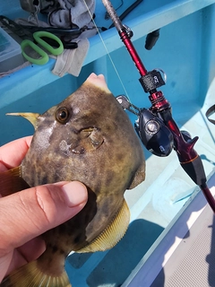 カワハギの釣果