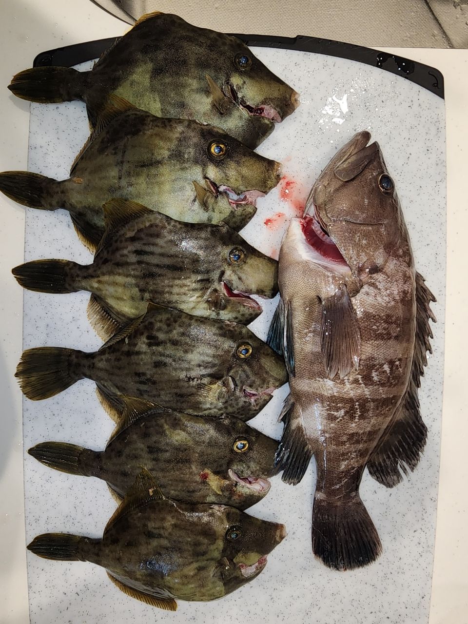 禄助さんの釣果 2枚目の画像