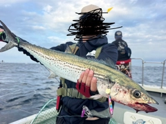 サワラの釣果