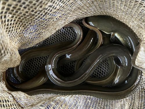 ウナギの釣果