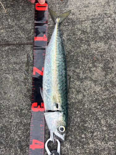 大槌湾