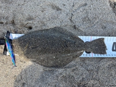 ソゲの釣果