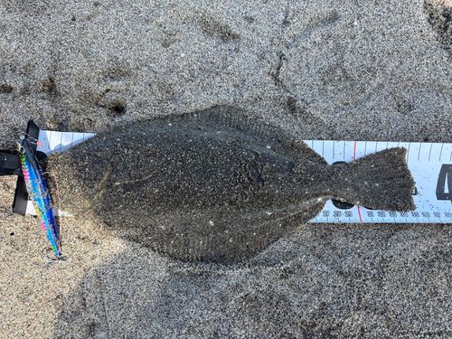 ソゲの釣果