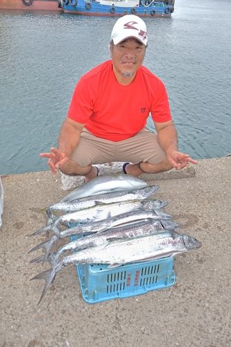 サワラの釣果