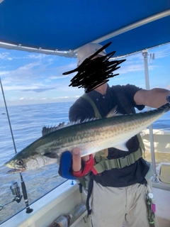 サワラの釣果